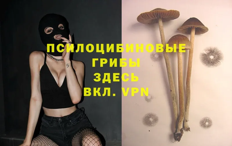 дарк нет телеграм  Весьегонск  Галлюциногенные грибы MAGIC MUSHROOMS 